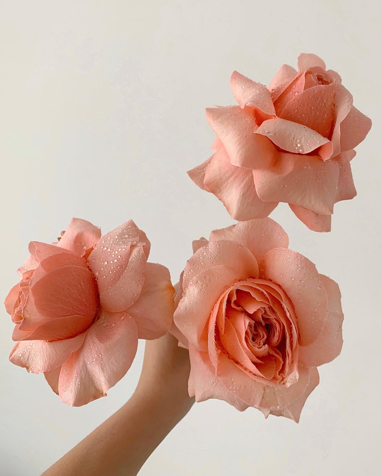 Peach Please - Premium Roses - Moodie Studios